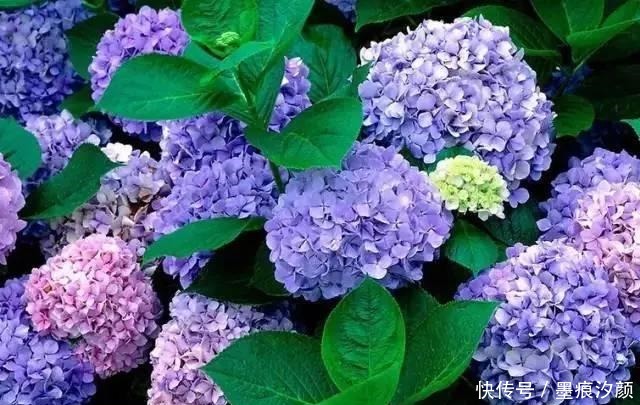 绣球要富养,越富花越大,美不胜收,宛若仙境!