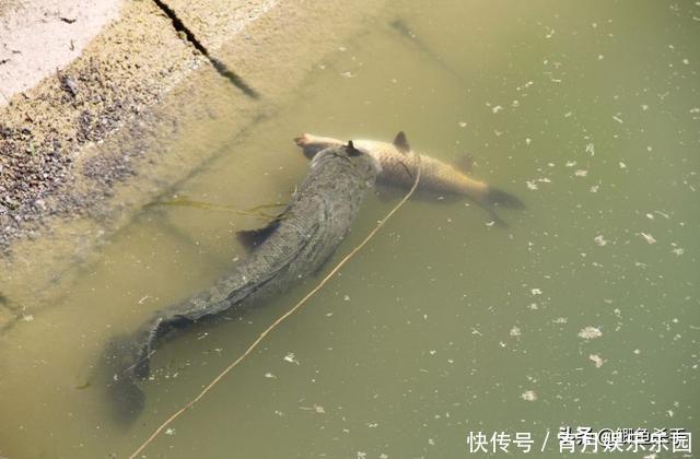 黑鱼是“孝鱼”？关于黑鱼，你需要了解的一些事实！