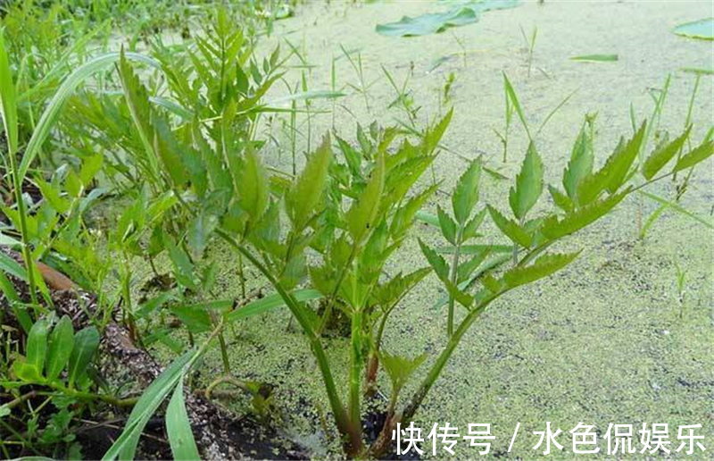 水芹菜|食用期长达5个月,却很少人去摘,如今正当季,炒腊肉是一绝