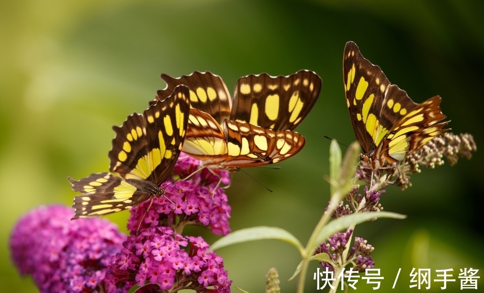 旧情人|7月，桃花运了不得，旧情人转身，3生肖相思难解，爱得不离不弃