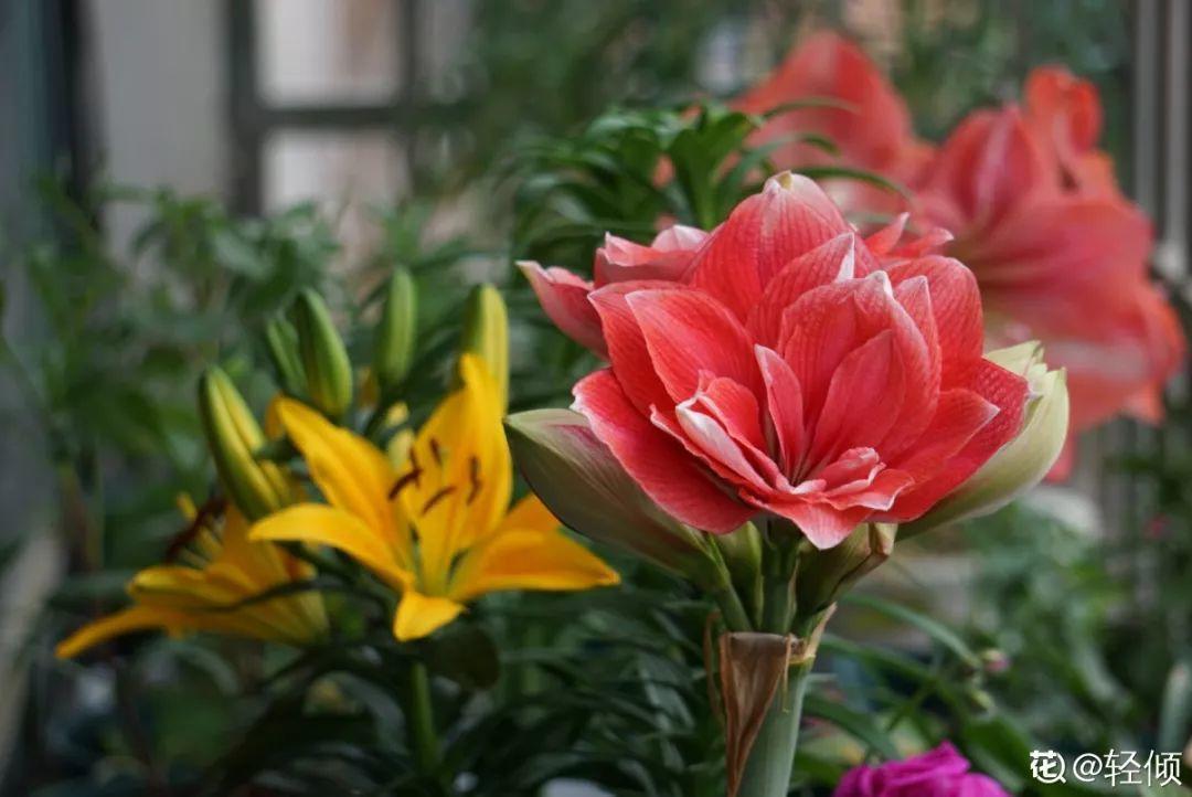 扦插|不用扦插,养花1盆变10盆,把根一掰,成活率翻倍!