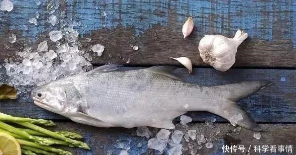 在中国“排名第一”的午鱼,是什么鱼