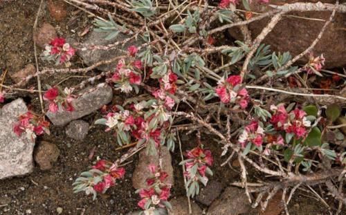 野草|失眠多梦体内肝火旺，用这种山里野草煲汤喝，排出肝火帮助你入睡