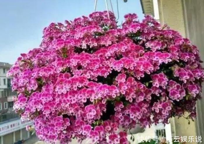 养花|开花最香的4种花,家里养一盆,花朵迷人,阵阵花香,花朵大