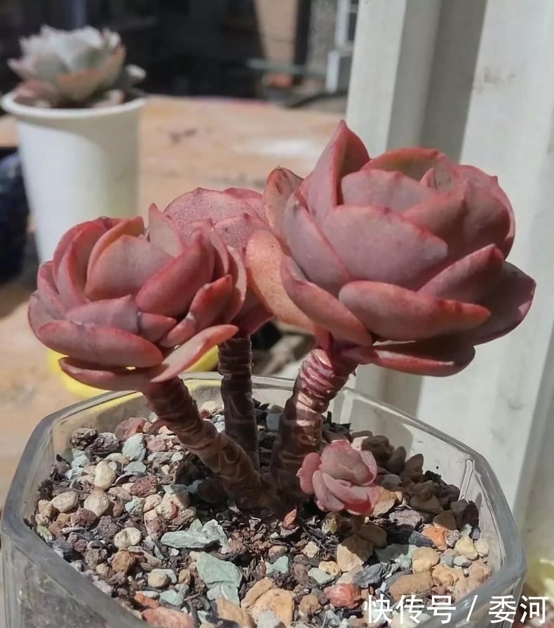 从小就喝洗米水长大的多肉,快来看看来自多肉的强势“逆袭”!