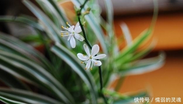 ivy|农村生长的一种野草，花开时很漂亮，你认识吗？