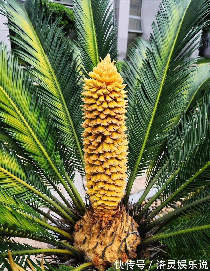 3种霸气“吸毒”花，“镇宅旺财”，但是有毒，养花要知道