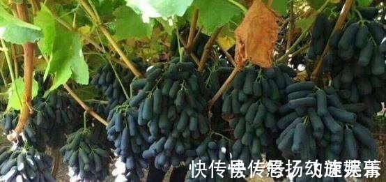 转基因产品|家里有院子的,此树要种2棵,好吃又好看,关键营养价值高!