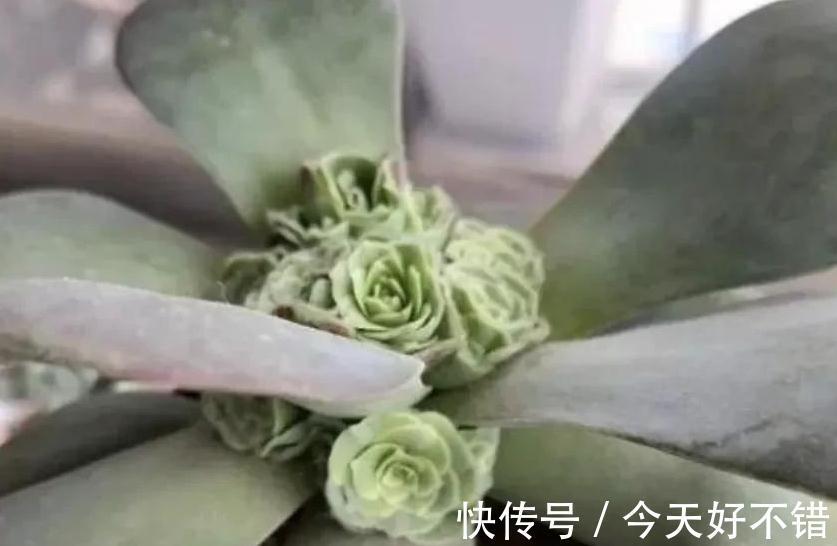 伤口|多肉徒长了怎么办,给它剪一刀,肉肉就会爆出一圈芽