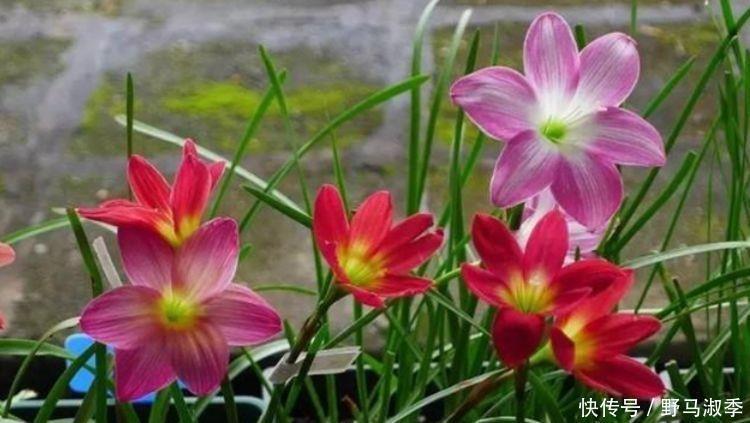 莫奈|4种花是真正的开花机器,空气清新,满屋飘香