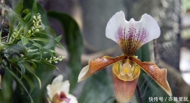 根部|水培养花真方便,缺营养滴营养液,平日只换水就行了,不信就试试