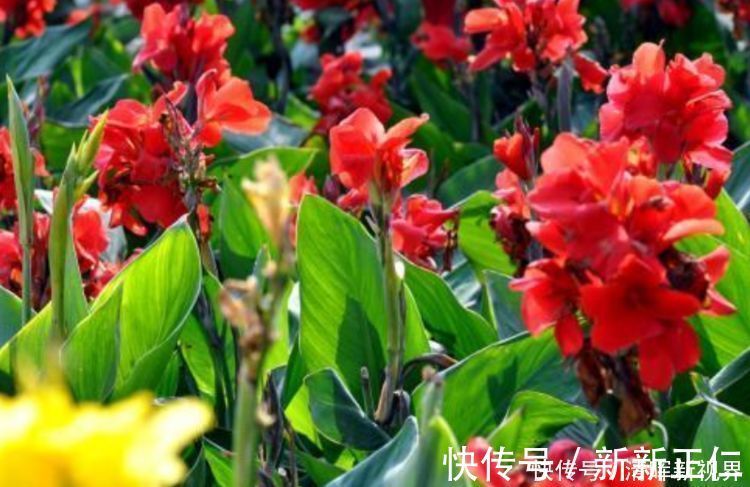 养花|养花就养这几款,全年开花不停,比牡丹美,比绿萝好养!