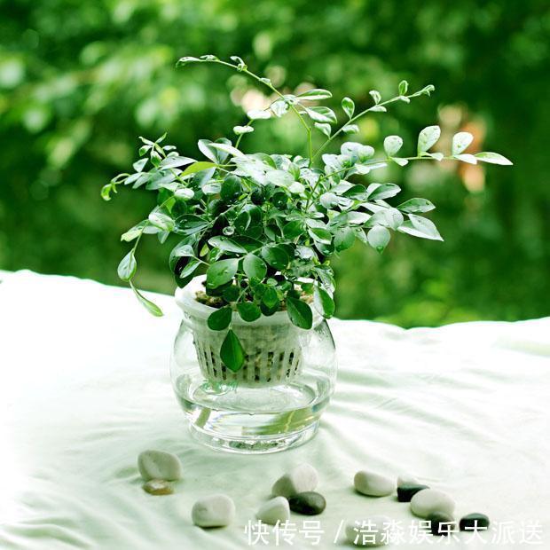 种植|九里香“花香味”十足,养成盆景更具观赏性,这有养护技巧!