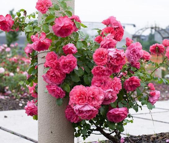 月季“切根枝”，再抹点“白砂糖”，一沾土就生根，盆盆爆满花