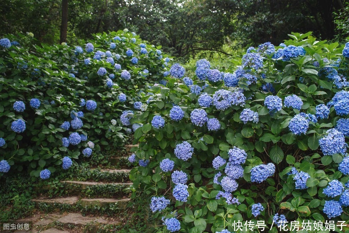 枝条|适合6月里扦插的6种花,插到纸杯里就生根,1根枝条就能成活