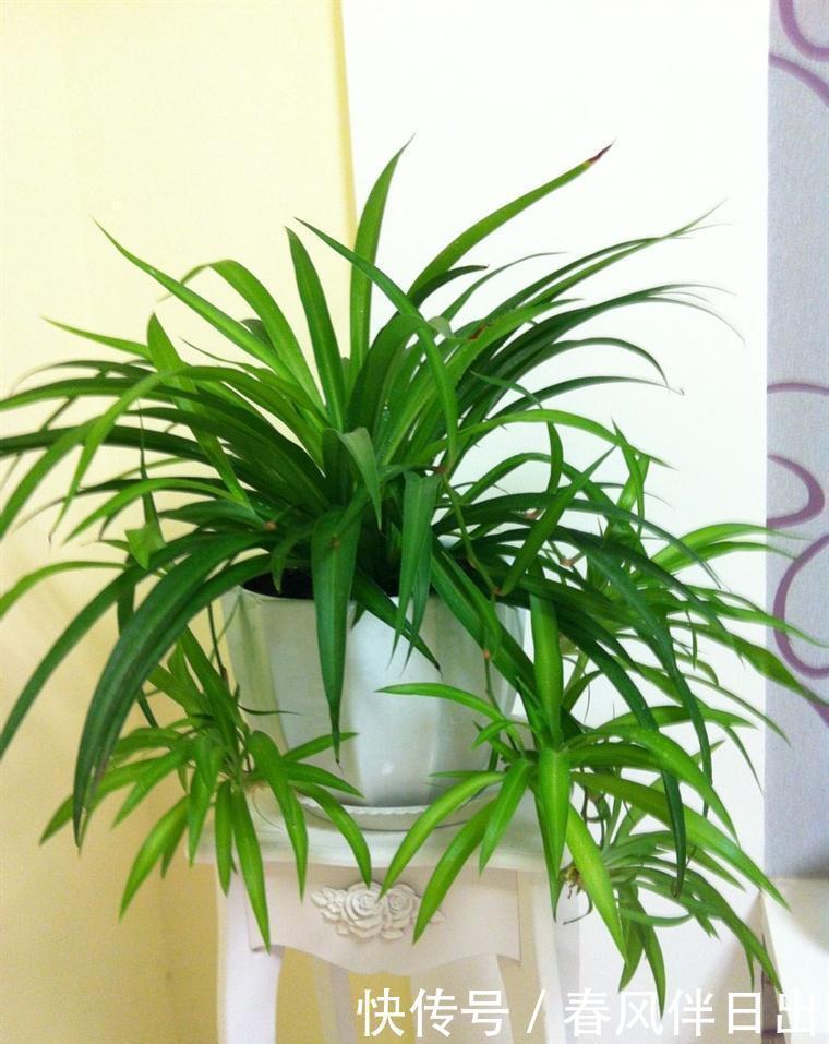 植株|聪明人客厅养花,首选“6种”盆栽,好养好看,家人身体越来越好