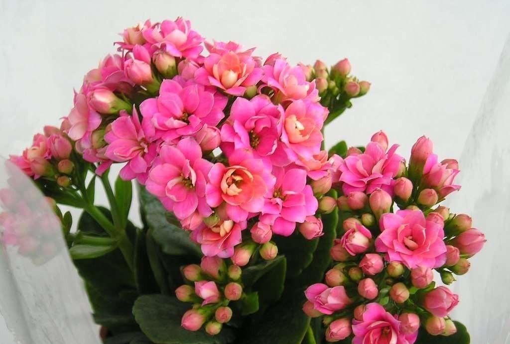 养花试试这几款,花朵美丽优雅开放频繁