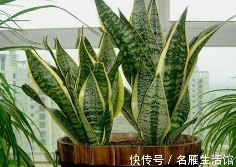 养护虎皮兰|虎皮兰有4怕，及时避开才能长出新芽，叶片挺拔越养越旺