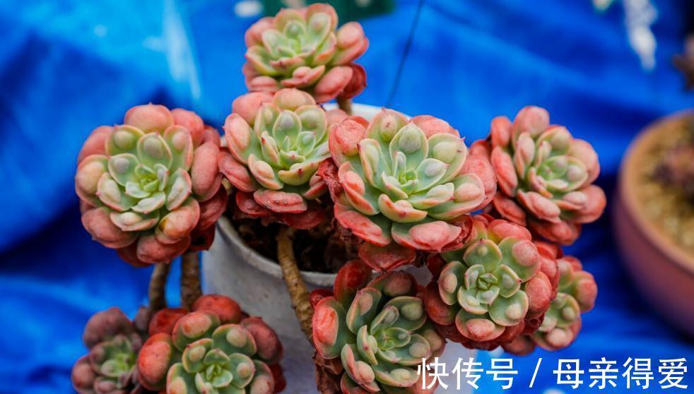 多肉植物|白眉多肉怎么养,白眉需要注意哪些事项