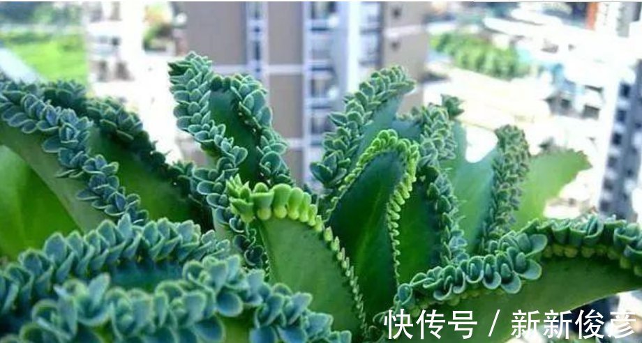 虎刺梅|四种‘抗旱懒人花’如果一个月不浇水,不管,越长越旺,观赏价值高