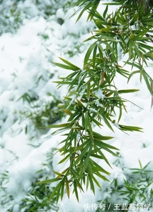 吴楚#翠竹负雪诗四首,六出飞花入户时,坐看青竹变琼枝,雪中竹韵