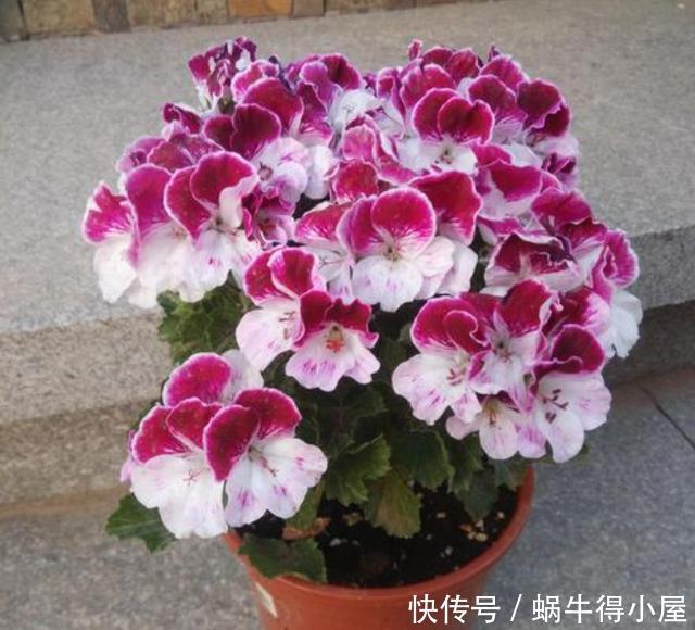 开花|天竺葵冬季想要开花,现在给它做“4步”,花苞蹭蹭冒出来