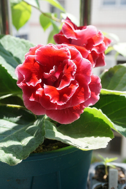 家养几种旺运花,吉祥又喜庆,比牡丹还美,年年开花美翻