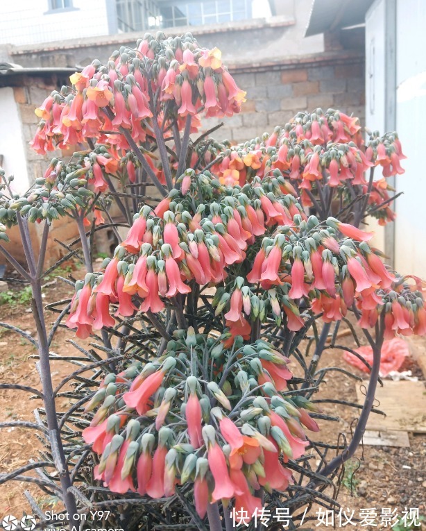 这花太能生崽，恨不得用脚踩，结果越踩长得越多！