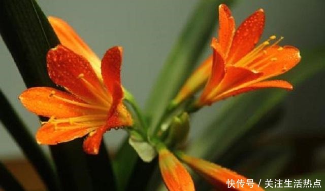 君子兰长势慢,别傻傻直接施肥,这点是重中之重,能让它轻松旺盛!