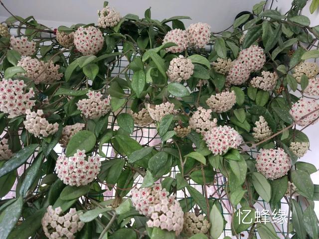 10种爬藤花,养了1种就停不下来!一开花就收不住,太好看了