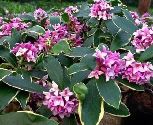 几款花卉，全年开花不停，好养如绿萝，简单易成活