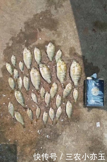 淡水鱼|淡水鱼介绍系列之(十)罗非鱼