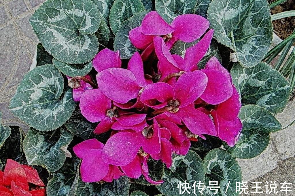 调整仙客来花期的五种方法