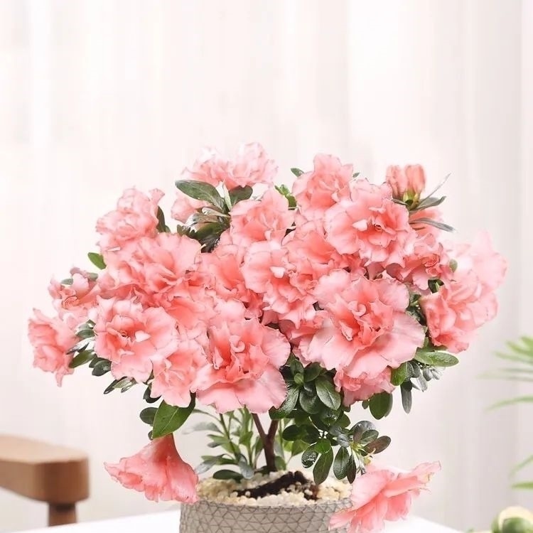 家养六种花,个个都是“醋坛子”,隔几天喝一点醋,叶子绿油油的,越长越旺盛