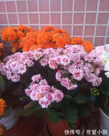 骨头|想要长寿花开爆盆?家里2种垃圾掺在花盆里,花苞多开花美