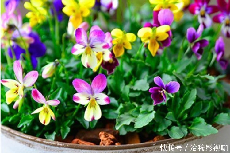 种花|“3种花”冷热全不惧，养在阳台只要有水就能活，想学养花的福音