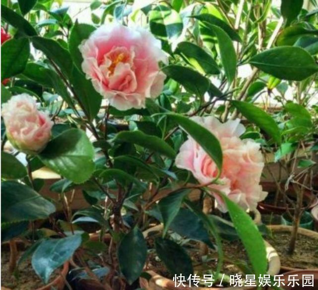 枝条|4种漂亮花,别乱浇水,水越多开花越少,旱着养反而长得旺