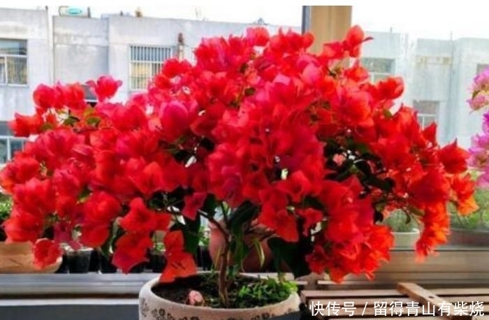 4种花很漂亮,好养易活能爆盆,开花量大,花开枝繁叶茂