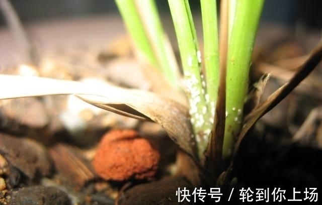 兰花|兰花出现粉虱,千万不能病急乱投医,不然会造成兰花枯死了!