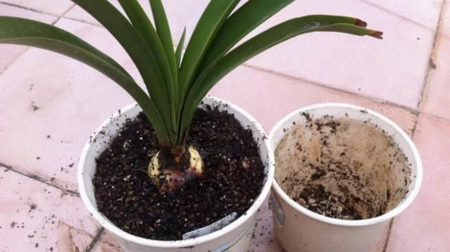 养花怎么换盆不出问题？记住这些“干货”，盆栽长得好