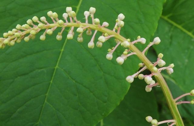 野草|农村有一种野草，人称“见肿消”，消肿具有奇效，你在路边见过吗