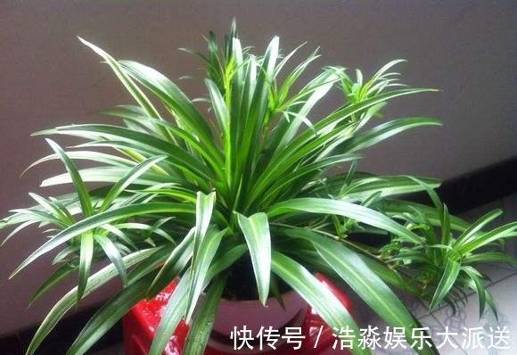 空气湿度|吊兰“干尖黄叶”，注意3个方面“不达标”，别忽视！