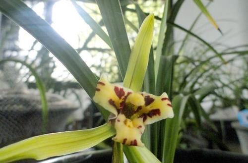 磷酸二氢钾是喷在植物叶子上还是埋到土里?