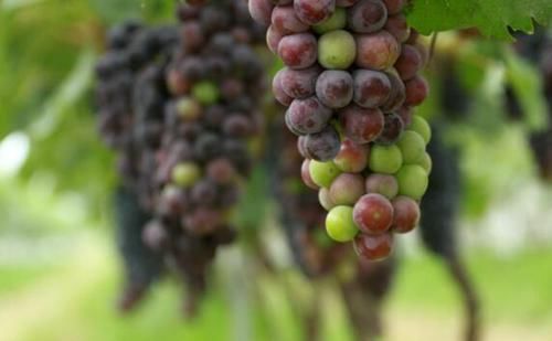 含有寄生虫的水果排行榜,这4种都上榜了,很多