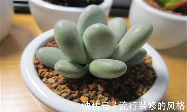 多肉|多肉植物的养殖方法(新手入门)