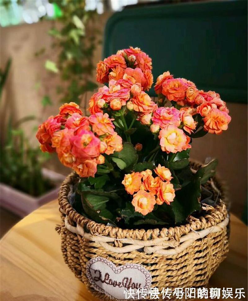 6种漂亮花,都有“好寓意”,喜欢的话养一盆,吉祥又大气