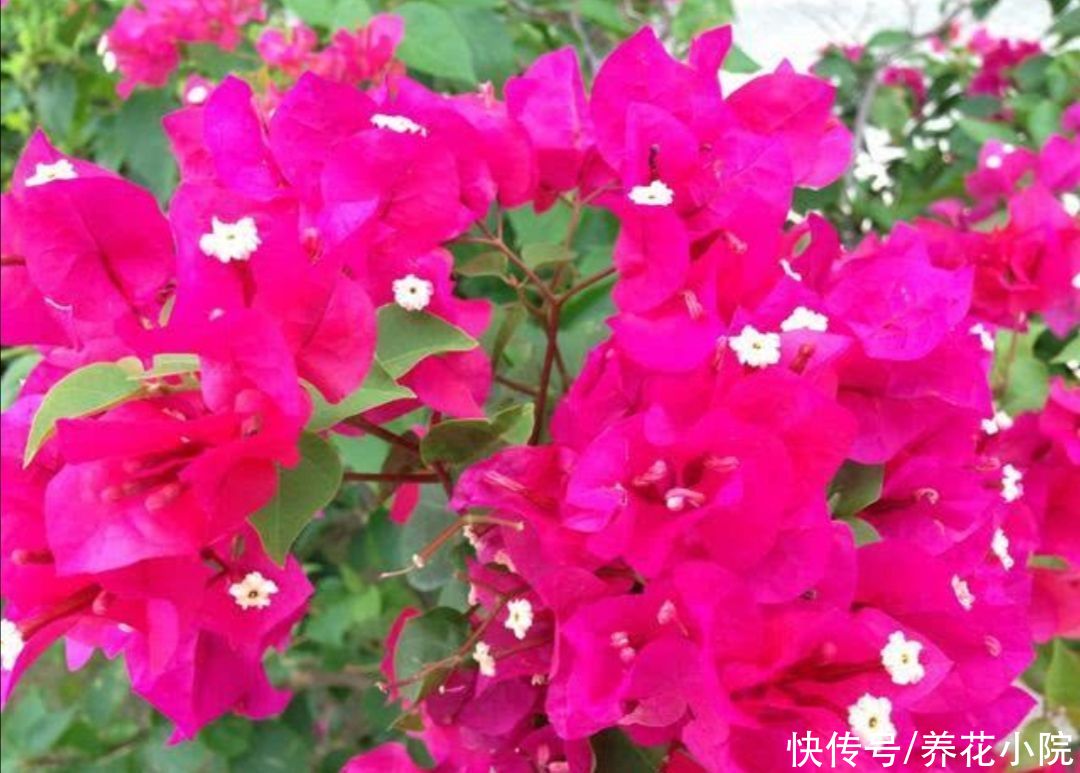 干旱|5种花，不怕热耐干旱，晒晒太阳开花更多