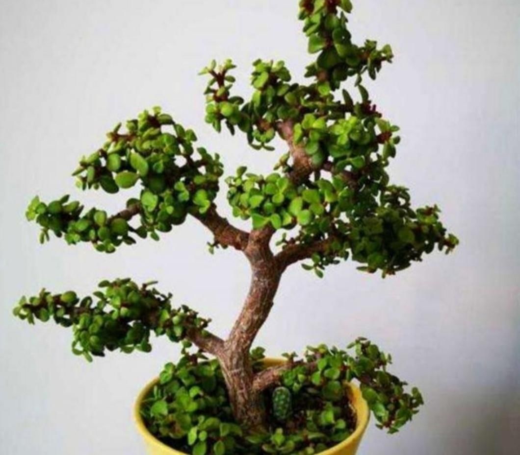 旺盛|养金枝玉叶盆景,要舍得修剪枝条,株型才能越来越美观