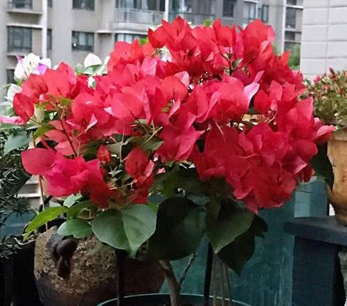 三角梅|喜欢养花,就养盆“三角梅”,越晒开花越美,整个夏天花开不断