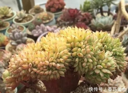 想要多肉变形教你4招缀化方法,第3种1周就能变成鸡冠头